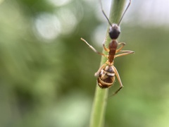 Camponotus substitutus