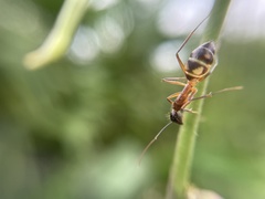 Camponotus substitutus