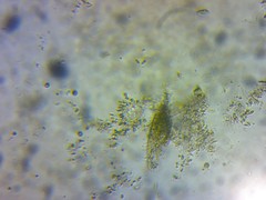 Urostylida