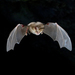 Mehely's Horseshoe Bat - Photo (c) F. C. Robiller / naturlichter.de, some rights reserved (CC BY-SA)