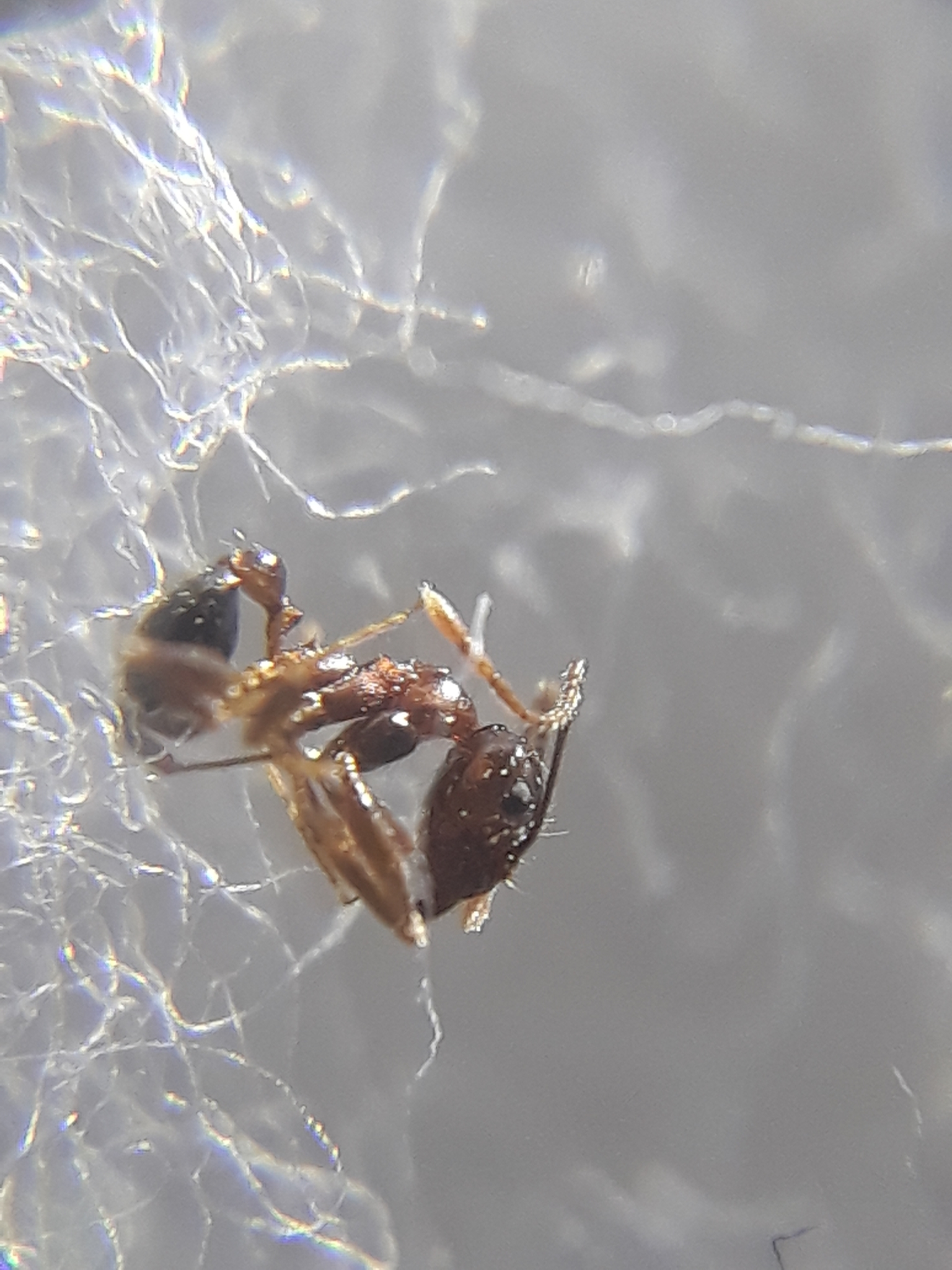 Pheidole naoroji