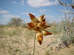Carex physodes