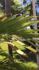 Trachycarpus fortunei