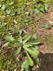 Erigeron strigosus strigosus