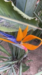 Strelitzia reginae