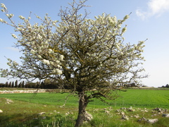Pyrus spinosa