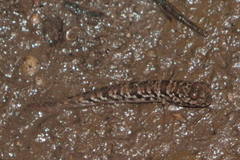 Periophthalmus variabilis