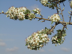 Pyrus spinosa