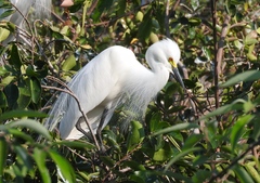 Ardea intermedia intermedia
