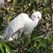 Asian Intermediate Egret - Photo (c) Cole Gaerber, some rights reserved (CC BY-NC), uploaded by Cole Gaerber