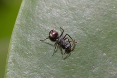 Polyrhachis bicolor