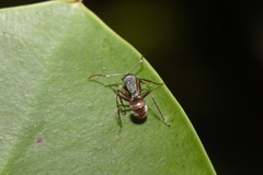 Polyrhachis bicolor