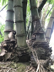 Phyllostachys edulis