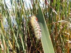 Pseudautomeris grammivora