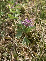 Corydalis pumila