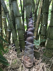 Phyllostachys edulis