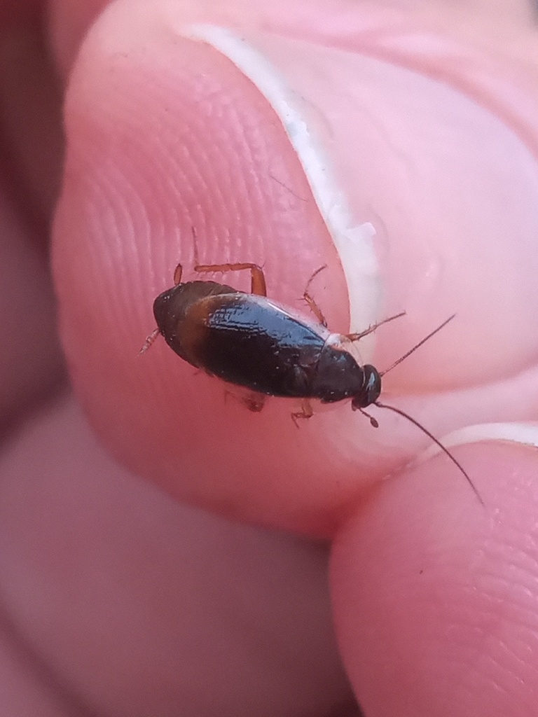 Anaplecta fallax