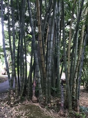Phyllostachys edulis