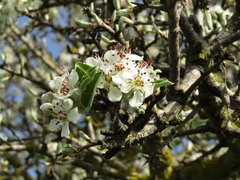 Pyrus spinosa
