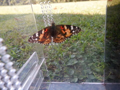 Vanessa cardui