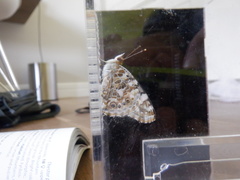 Vanessa cardui