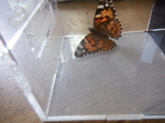 Vanessa cardui