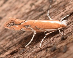 Cameraria quercivorella