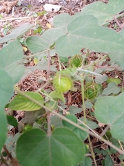 Passifloraceae
