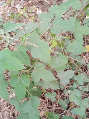 Passifloraceae