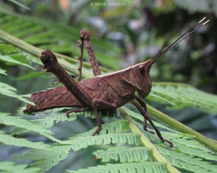 Aeolacris octomaculata