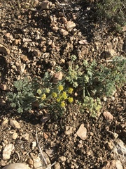 Lomatium mohavense