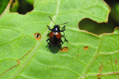 Typophorus