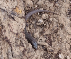 Xantusia vigilis