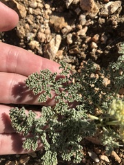 Lomatium mohavense