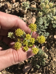 Lomatium mohavense