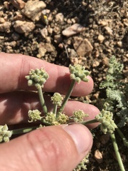 Lomatium mohavense