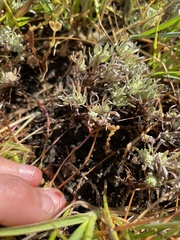 Psilocarphus oregonus