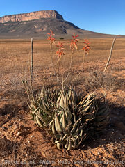 Aloe falcata