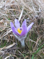 Pulsatilla halleri styriaca