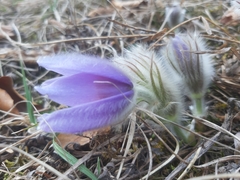 Pulsatilla halleri styriaca