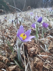 Pulsatilla halleri styriaca