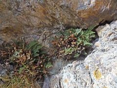 Myriopteris intertexta