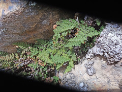 Myriopteris intertexta