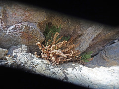 Myriopteris intertexta