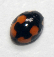 Hyperaspis connectens