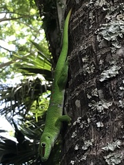Phelsuma grandis