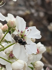 Lasioglossum sisymbrii