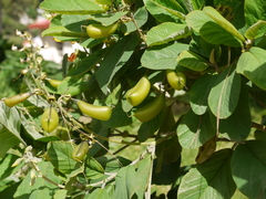 Crotalaria semperflorens