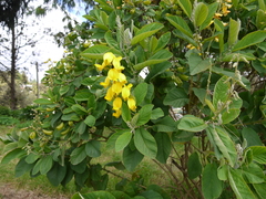 Crotalaria semperflorens
