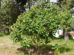 Crotalaria semperflorens